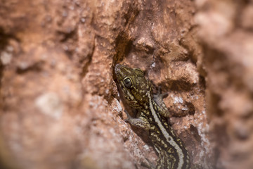Ocelot gecko close-up, shallow dof.It is sometimes known as the Madagascar ground, pictus, Malagasy fat-tailed gecko, or panther gecko.