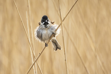 Singing reed bunting bird Emberiza schoeniclus in the reeds on a windy day