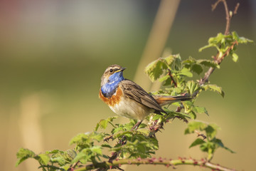 Closeup of a blue-throat bird Luscinia svecica cyanecula sining