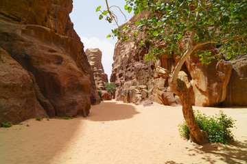 Ginger rocks, green spring plants and trees in Wadi Rum desert, Jordan, Middle East. Designation as...