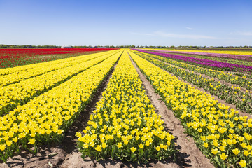 Yellow Dutch tulips flowers field with a blue sky