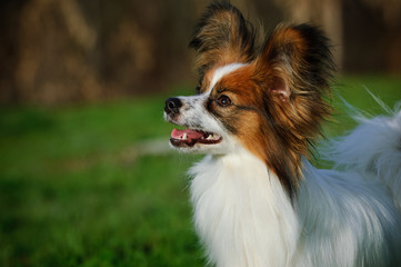 Papillon dog outdoor portrait in nature