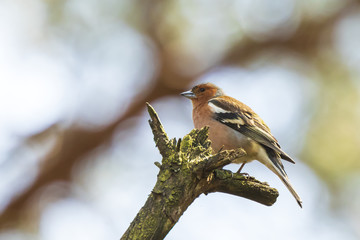 Closeup of a male chaffinch, Fringilla coelebs, singing on a tree in a green forest.