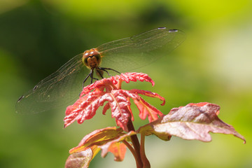 Common Darter (Sympetrum striolatum) front