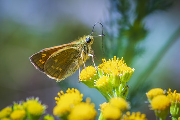large skipper Ochlodes sylvanus butterfly pollinating