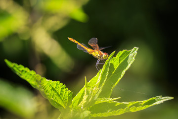 Common Darter (Sympetrum striolatum) front