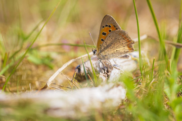 Small or common copper butterfly lycaena phlaeas closeup