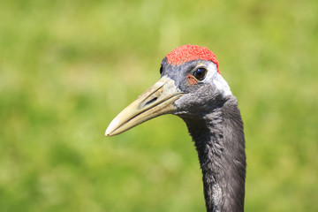 Closeup of a red-crowned crane (Grus japonensis), also called the Manchurian crane or Japanese crane bird
