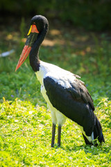 Close up of a saddle-billed stork (Ephippiorhynchus senegalensis) standing in a green meadow