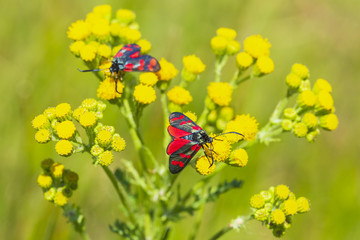 Six-spot burnet butterfly Zygaena filipendulae, pollinating on ragwort yellow flowers Jacobaea vulgaris