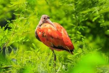 Scarlet Ibis Eudocimus ruber wader bird closeup