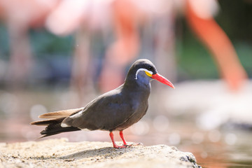 Inca tern (Larosterna inca) has a dark grey body, white moustache on both sides of its head, and red-orange beak and feet.