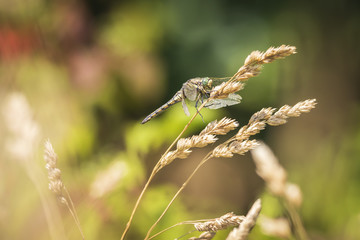 Female Black-tailed skimmer, Orthetrum cancellatum, closeup