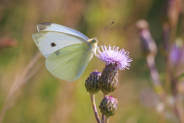 Pieris brassicae, the large white or cabbage butterfly pollinating
