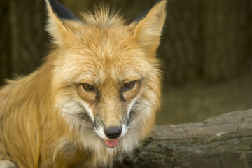 Fox close-up portrait. Foxes are small-to-medium-sized, omnivorous mammals belonging to several genera of the family Canidae. Foxes have a flattened skull, upright triangular ears.