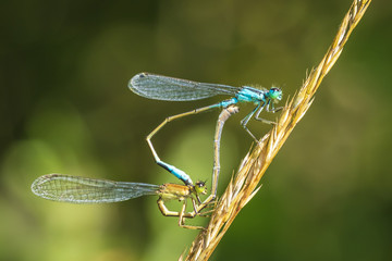 Closeup of two common bluetail Ischnura elegans damselflies mating wheel or heart shape