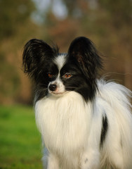 Papillon dog outdoor portrait