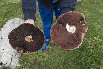 big mushrooms on the hand from Turkey mountains.