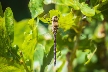 Closeup of a migrant hawker Aeshna mixta resting under leaves in a tree