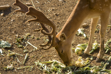 Young deer eating vegetables. Deer are the hoofed ruminant mammals forming the family Cervidae. The two main groups are the Cervinae, including the muntjac, the elk, the fallow deer and the chital. © Pantherius