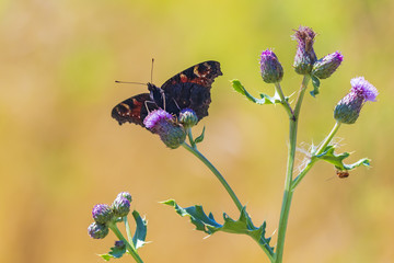 Peacock butterfly Aglais io feeding on a purple thistle flower