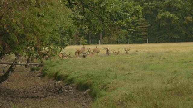 Wild Herde bestehend aus Rehen und Hirschen in Natur