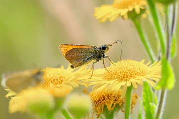 Essex skipper butterfly (Thymelicus lineola) feeding and pollinating