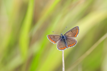 Closeup of a brown argus butterfly, Aricia agestis rsting in a meadow