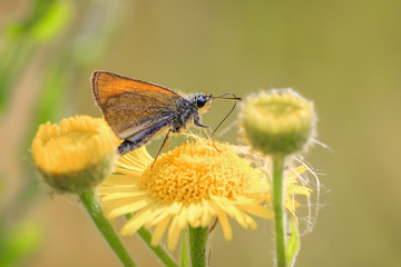 Essex skipper butterfly (Thymelicus lineola) feeding and pollinating