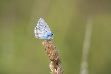 Common Blue butterfly, Polyommatus icarus resting in a field