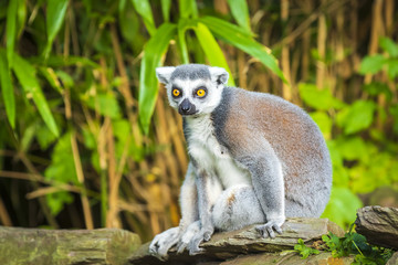 Ring-tailed lemur Lemur catta in a forest with bright and vivid colors