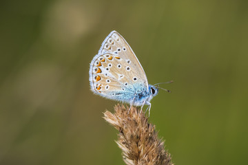 Fototapeta na wymiar Common Blue butterfly, Polyommatus icarus resting in a field