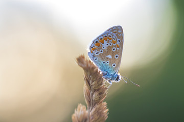 Common Blue butterfly, Polyommatus icarus resting in colorful sunset