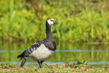 Closeup of a barnacle goose Branta leucopsis in a meadow