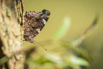 Red Admiral butterfly, Vanessa atalanta, resting