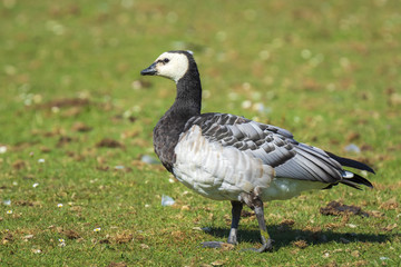 Closeup of a barnacle goose Branta leucopsis in a meadow