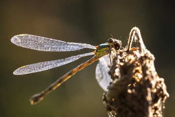 Detail closeup of a western willow emerald damselfly Chalcolestes viridis eating prey
