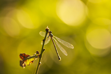 Willow emerald damselfly or western willow spreadwing