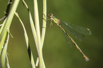 Detail closeup of a western willow emerald damselfly Chalcolestes viridis