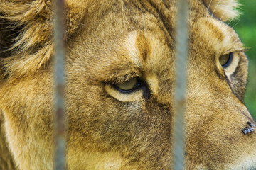 Lion behind the fences. Head, portrait, close up photo. The lion Panthera leo is a species in the cat family Felidae it is a muscular, deep-chested cat with a short, rounded head.