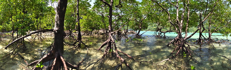 Panorama of a Mangrove forest on Mu Ko Surin island in Thailand