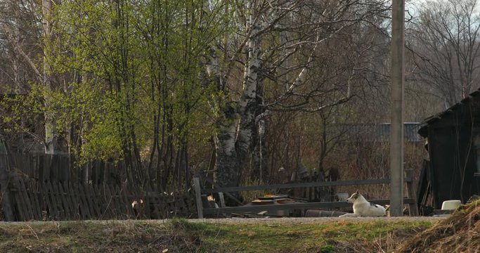 May, 2018 - Krasny Yar, Primorsky Krai - The remote village of the small and indigenous peoples of the North Udege Red Yar. Traditional way of life. Authenticity.	