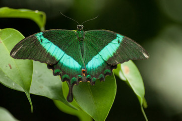 closeup of green and blue butterfly on leaf in a tropical green house