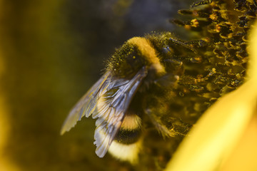 Bumblebee bee collects pollen from a yellow sunflower summer macro shot
