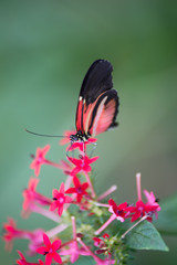 papillon seul rouge blanc et noir posé en couleur en été sur une fleur rouge sur fonds vert