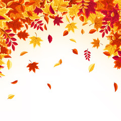 Autumn falling leaves. Nature background with red, orange, yellow foliage. Flying leaf. Season sale. Vector illustration.