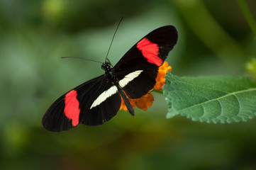 closeup of red and black butterfly on orange lantana in a tropical green house