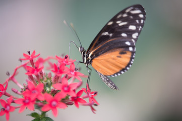 papillon orange noir et blanc seul dans un jardin