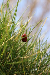 Marienkäfer im Gras