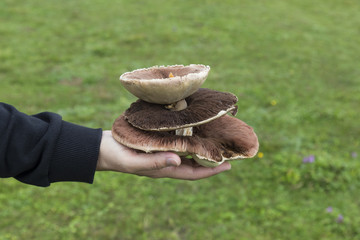 big mushrooms on the hand from Turkey mountains.